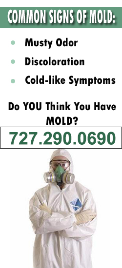 New Port Richey Mold Remediation Contractor